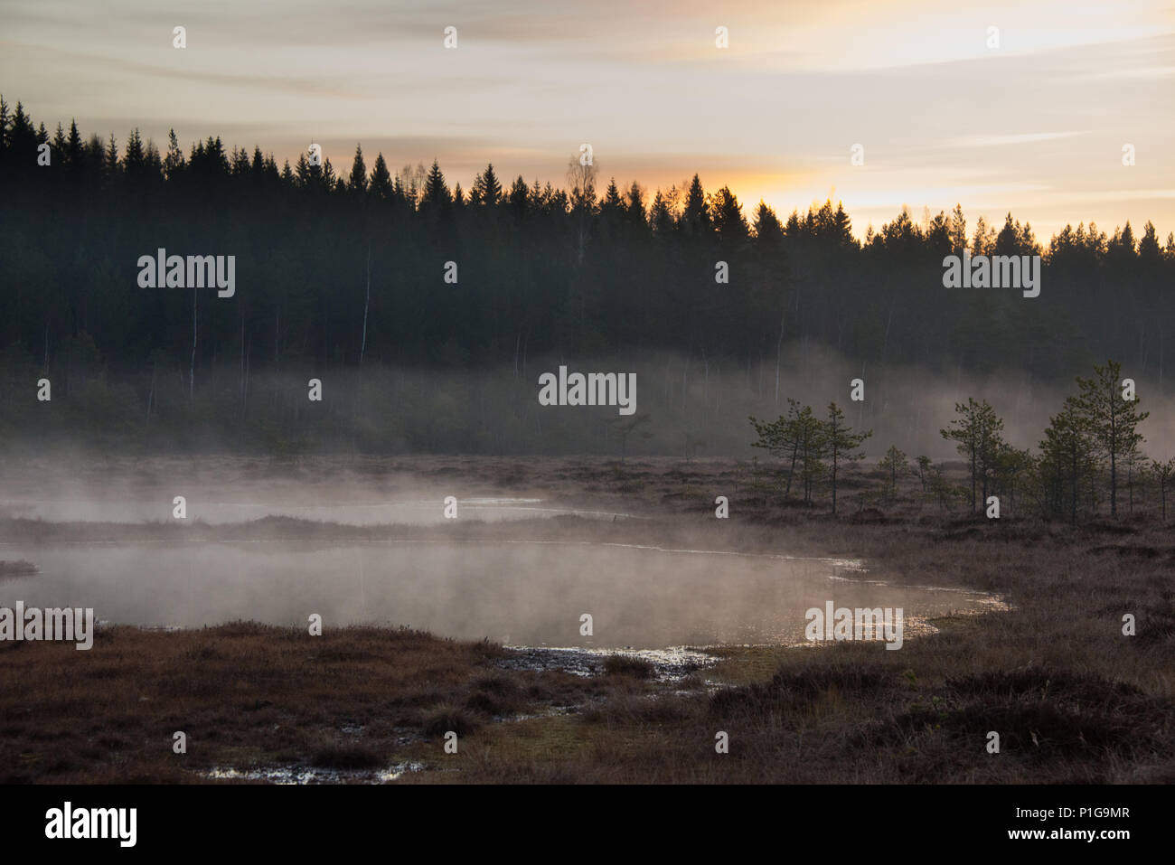 Misty before the sunrise. Torronsuo national park, Tammela, Finland. 7.5.2018 Stock Photo