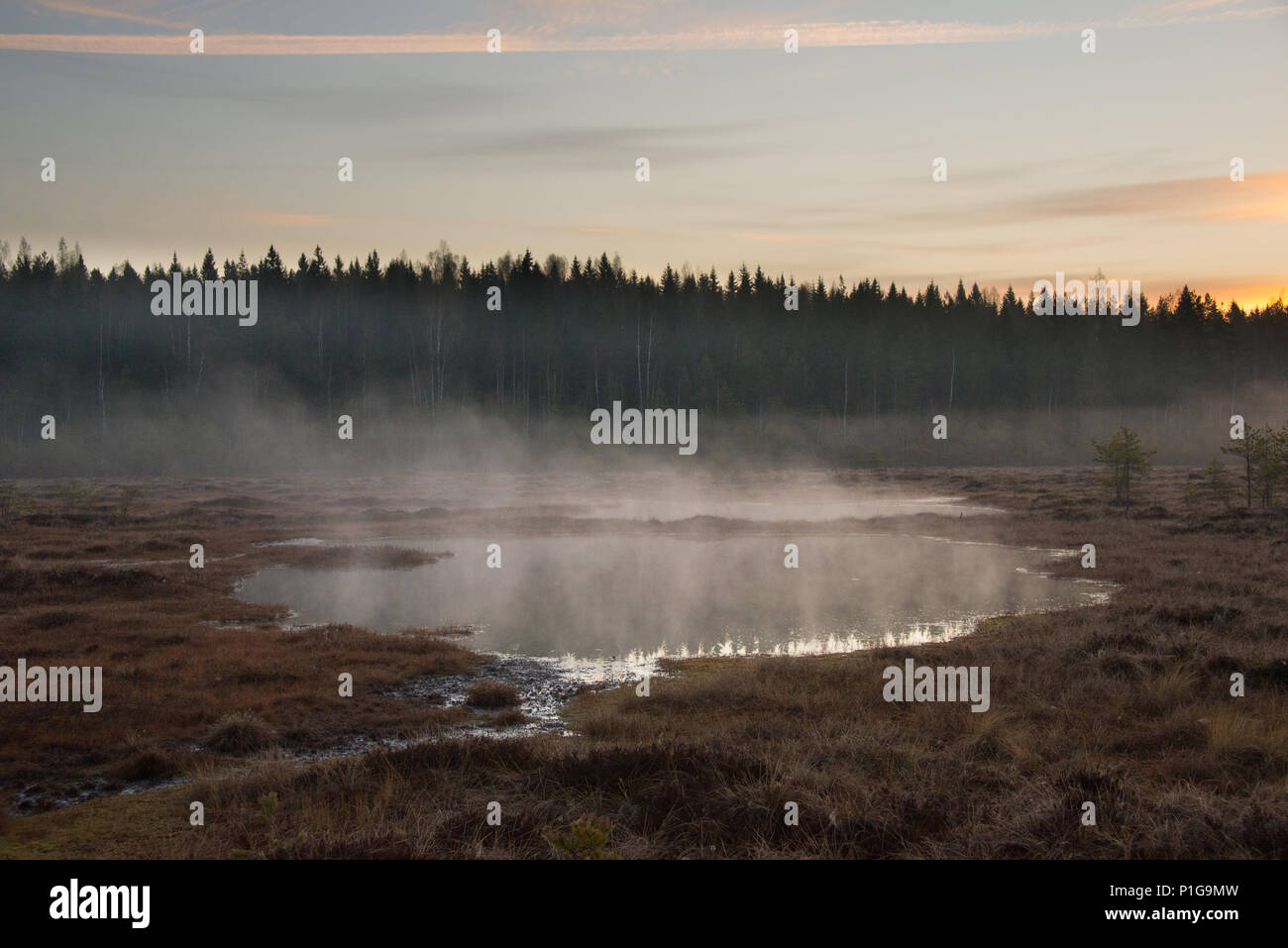 Misty before the sunrise. Torronsuo national park, Tammela, Finland. 7.5.2018 Stock Photo