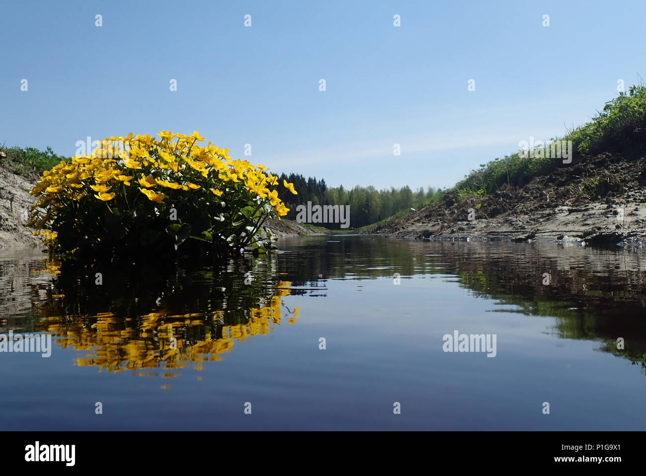 Caltha palustris and Vantaa river. Erkylä, Hausjärvi, Finland. Stock Photo