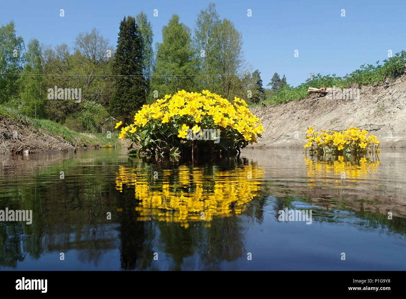 Caltha palustris and Vantaa river. Erkylä, Hausjärvi, Finland. Stock Photo