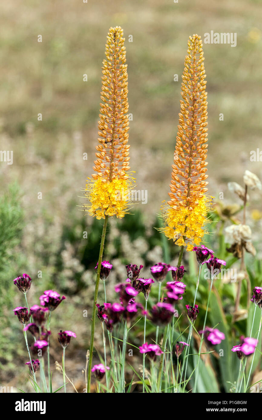 Foxtail Lilly , Eremurus Pinocchio, Desert candles, Foxtail lilies Stock Photo