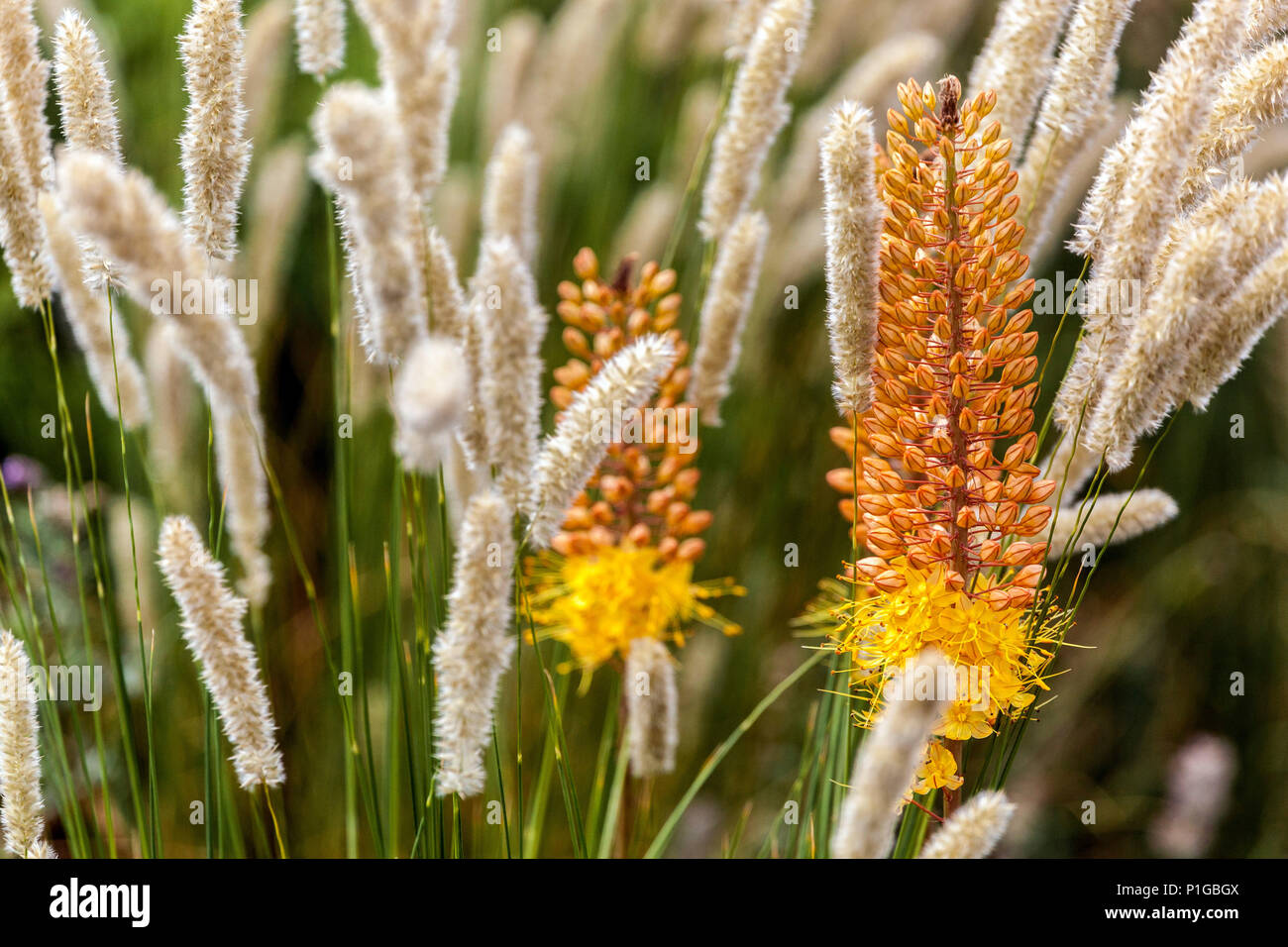 Foxtail Lilly , Eremurus Pinocchio, Melic grass Melica transsilvanica, ornamental grasses Stock Photo