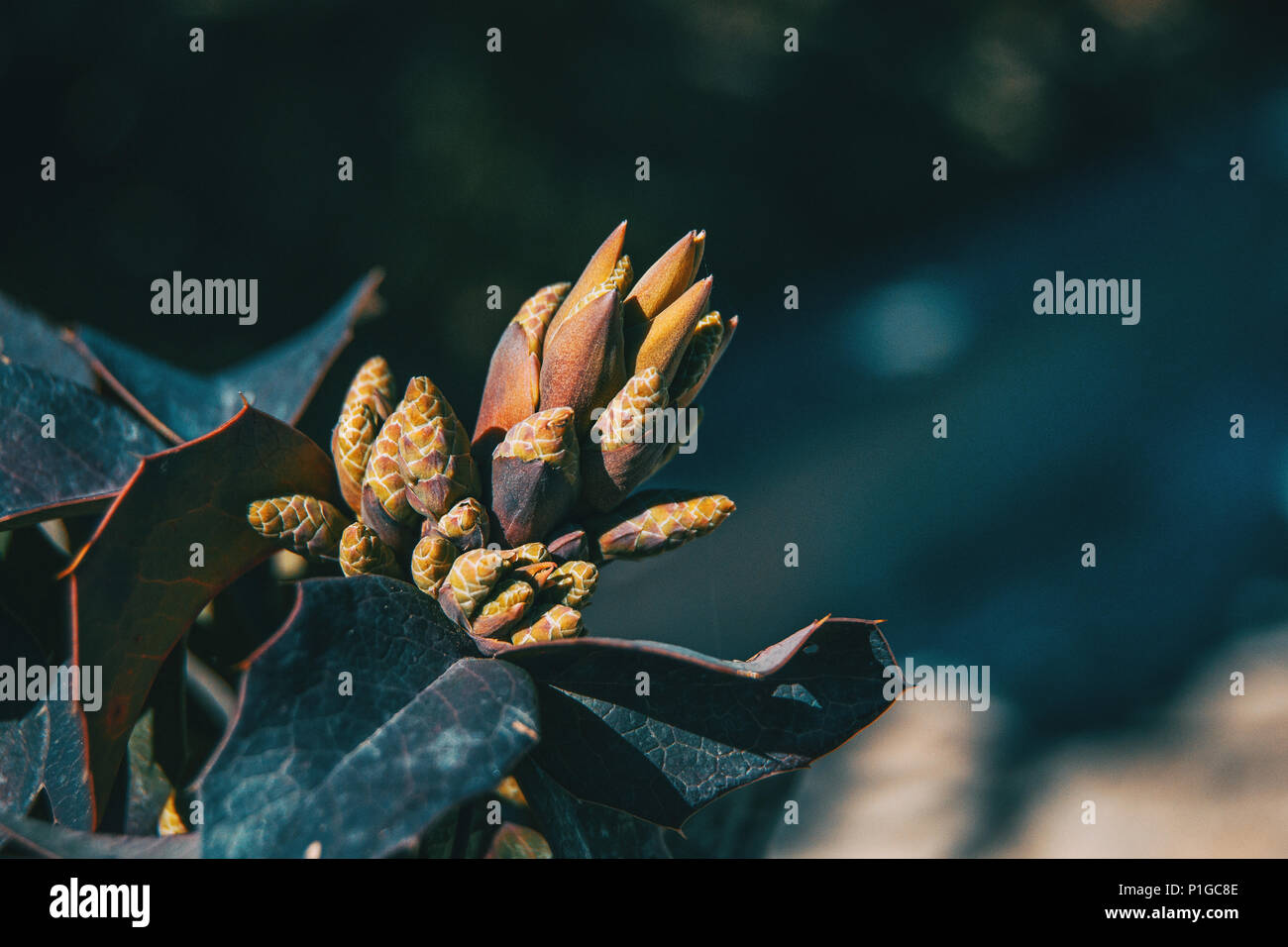 Leaves and flower of berberis aquifolium in nature Stock Photo