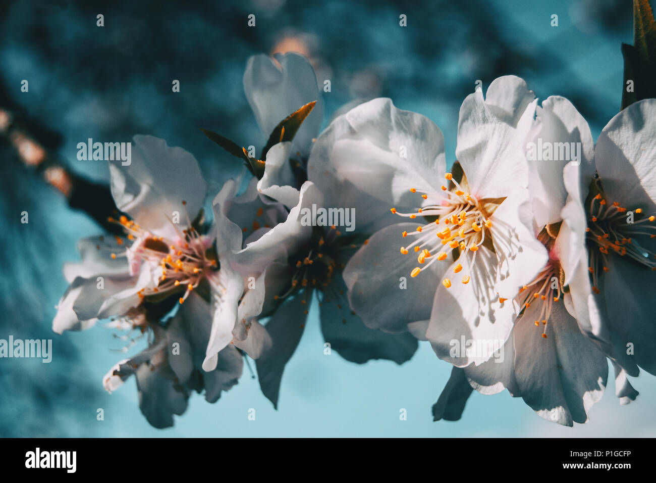 White flowers on the branch of a tree with blue sky background in ...