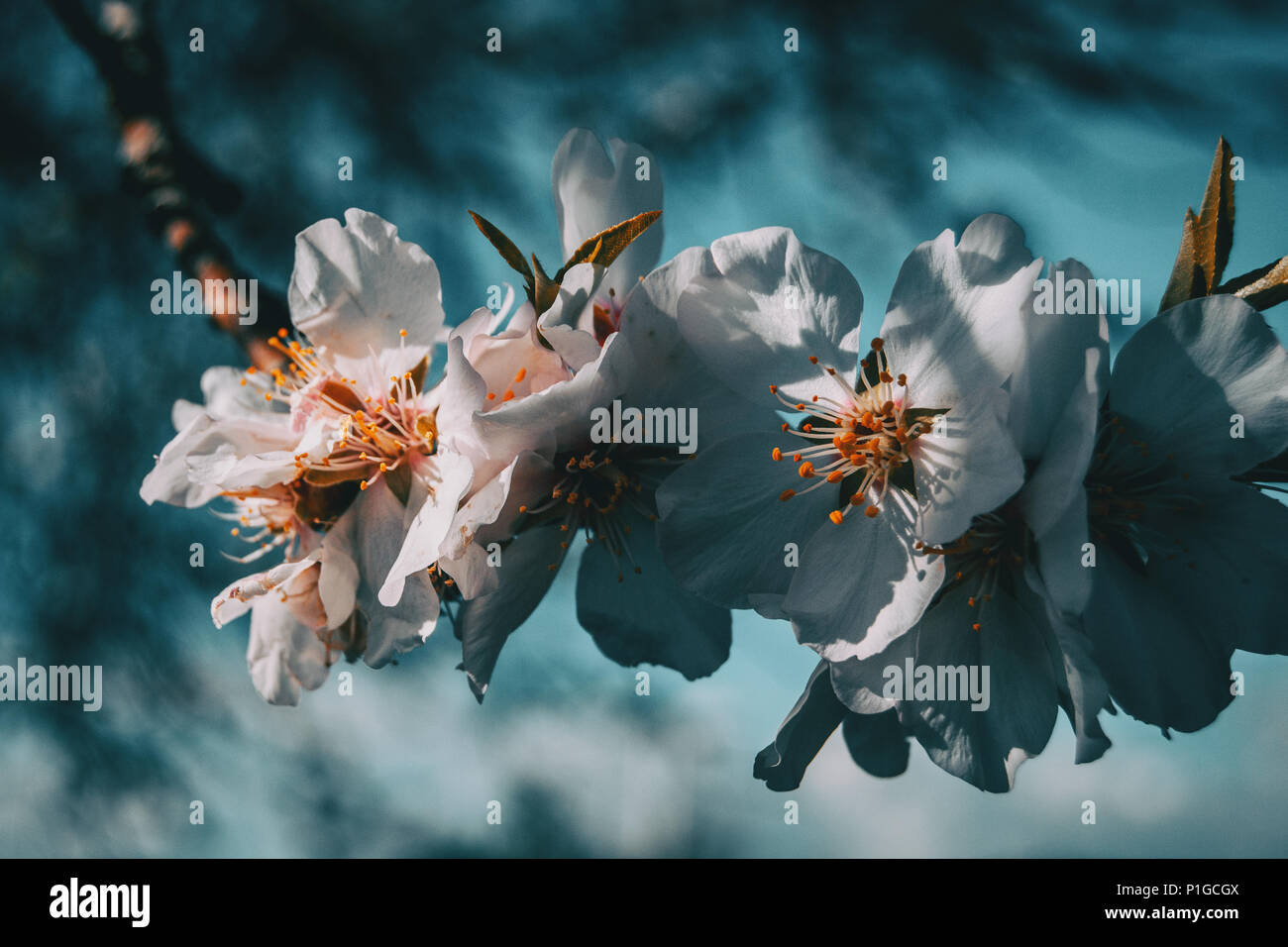 White flowers on the branch of a tree with blue sky background Stock ...
