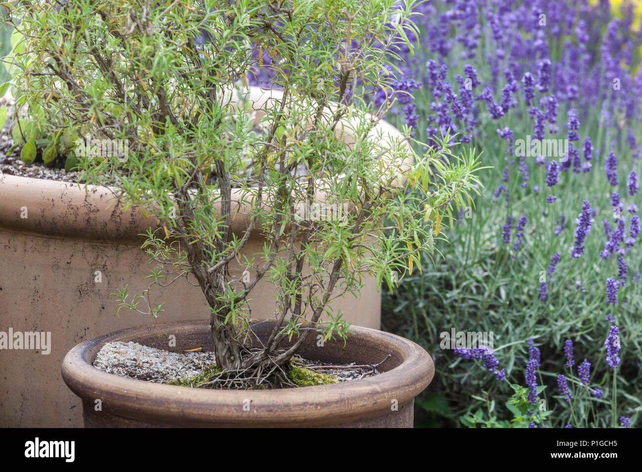 Mediterranean garden type, ceramic flower pots garden herb lavender Stock Photo