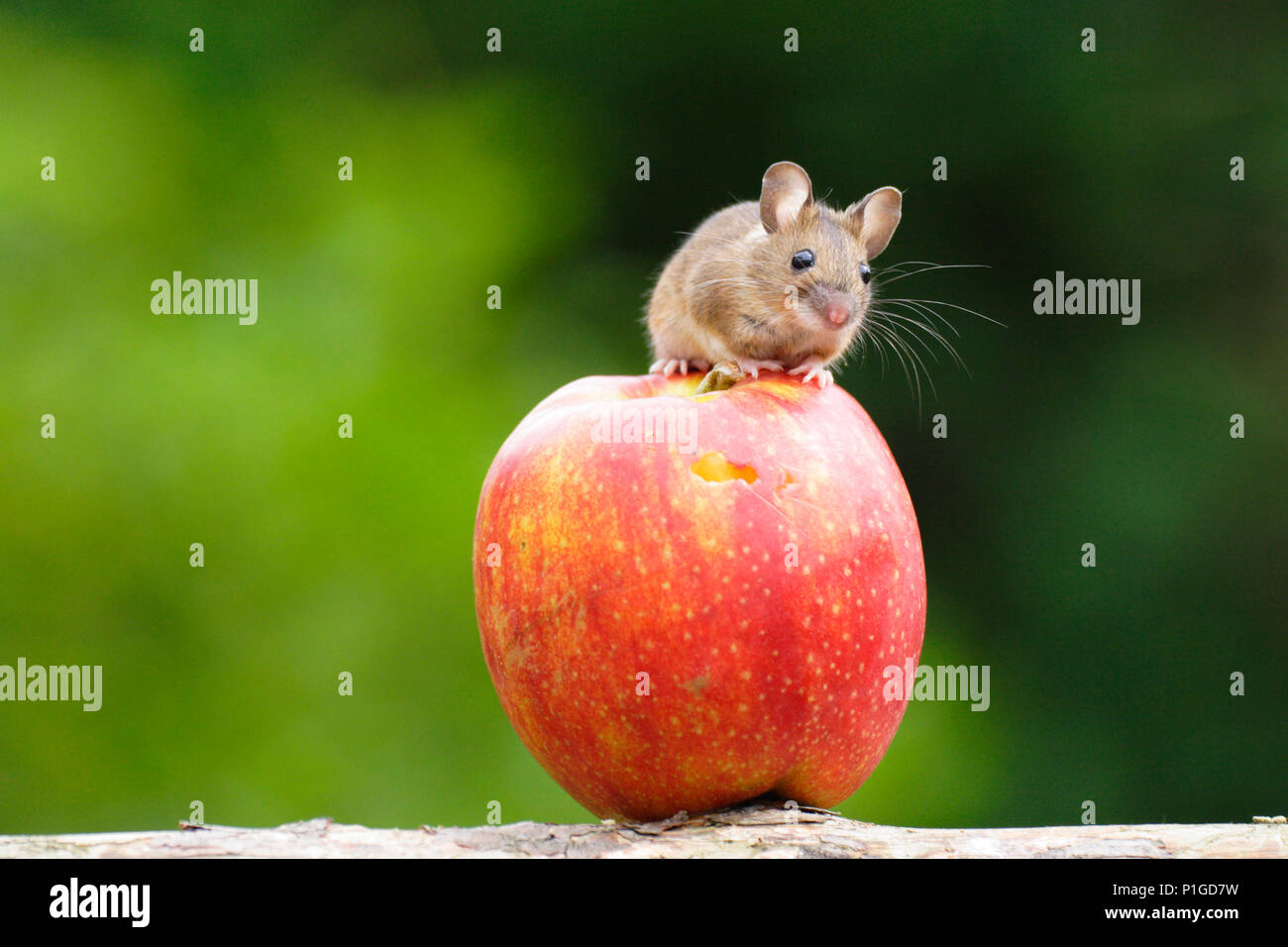 Mouse on an apple, captive,, Maus auf einem Apfel Stock Photo