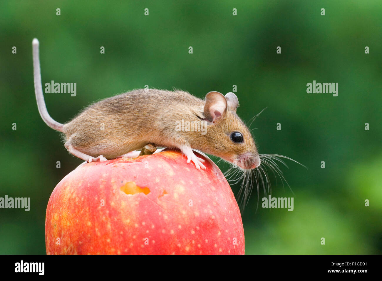 Mouse on an apple, captive, Maus auf einem Apfel Stock Photo