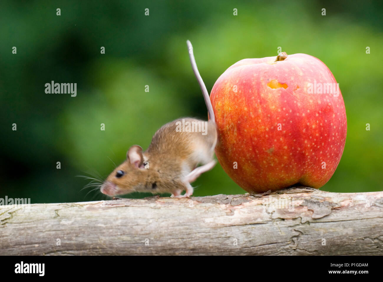 Mouse jumps from the apples, captive, Maus springt vom Apfel Stock Photo