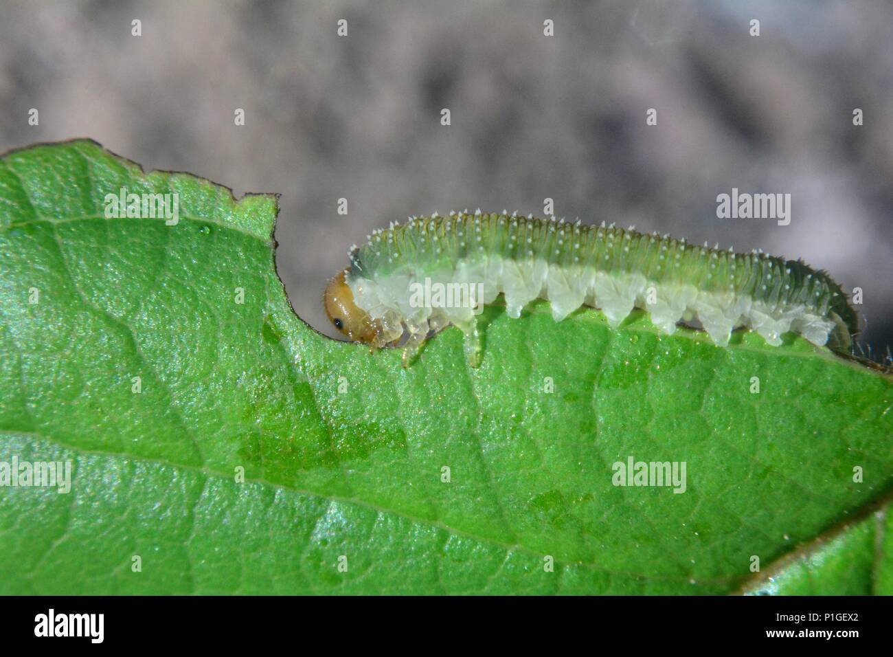 Green caterpillar on a leaf Stock Photo