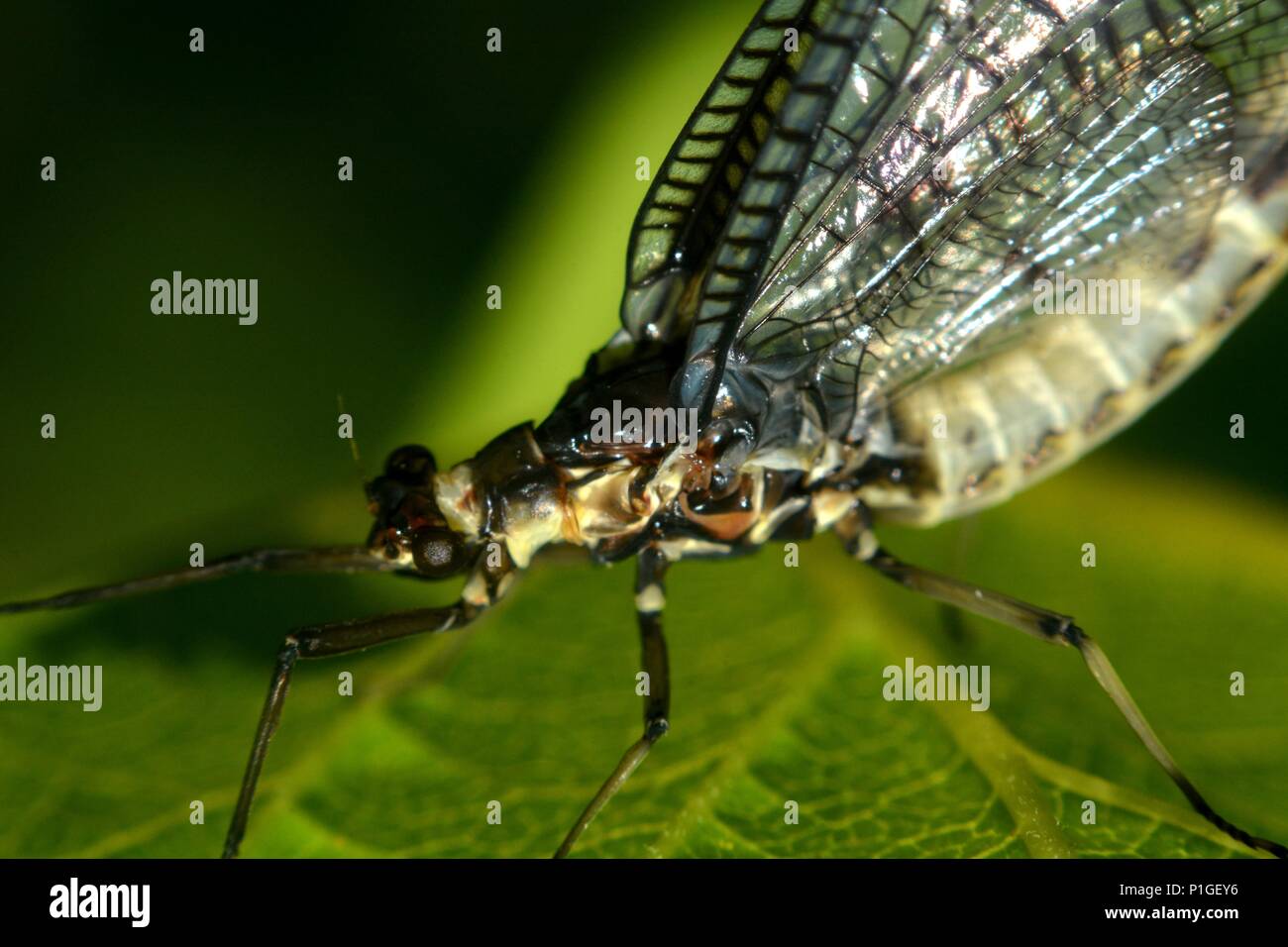 Macro Fly Insect Macro from a flying insect Stock Photo - Alamy
