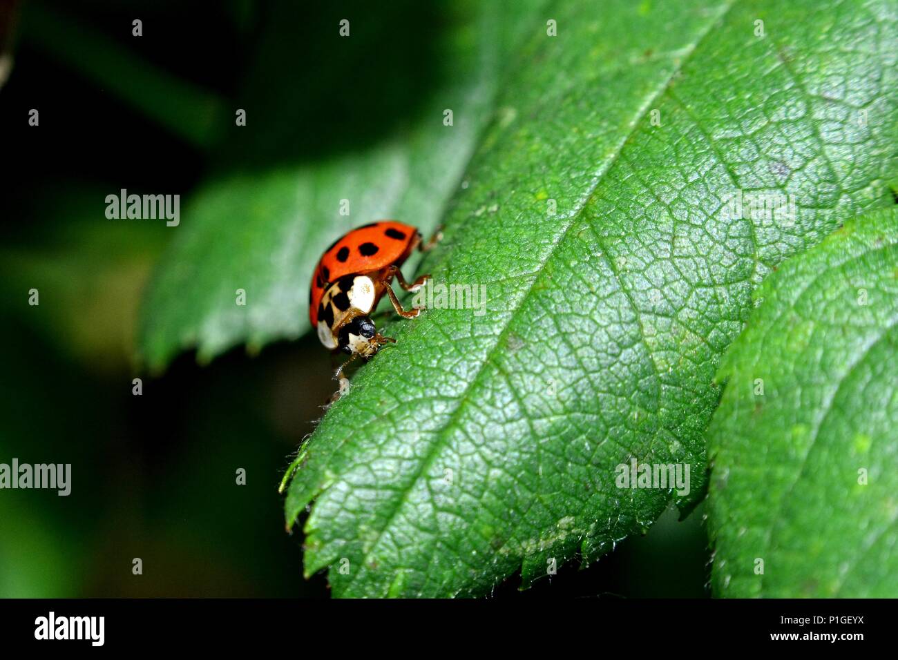 Ladybird on green leaf in nature Stock Photo