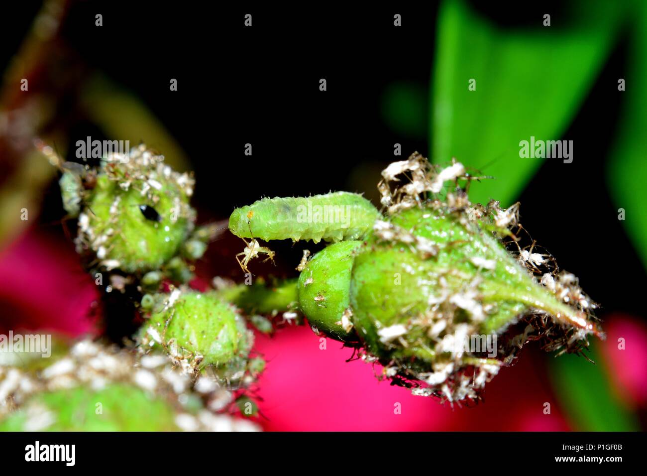 Green caterpillar eats an aphid, sits on rosebud Stock Photo