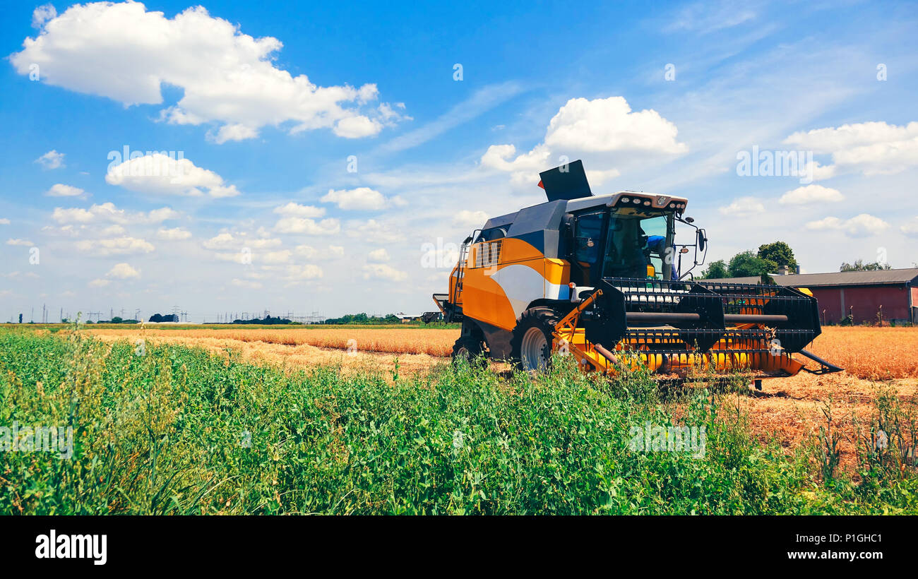 Combine harvester harvesting beans in cultivated field Stock Photo Alamy