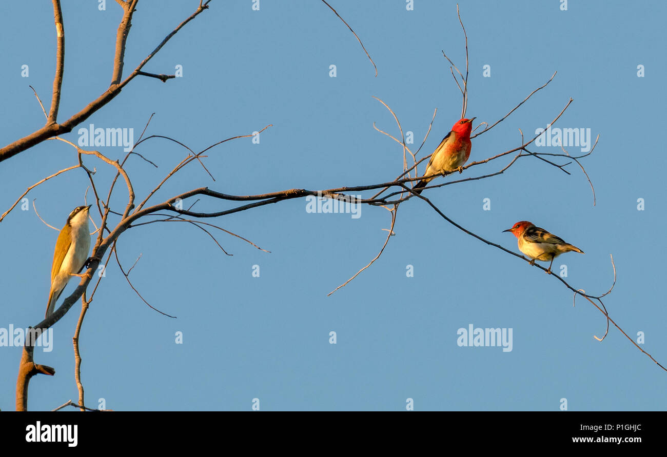 red-myzomela-hi-res-stock-photography-and-images-alamy