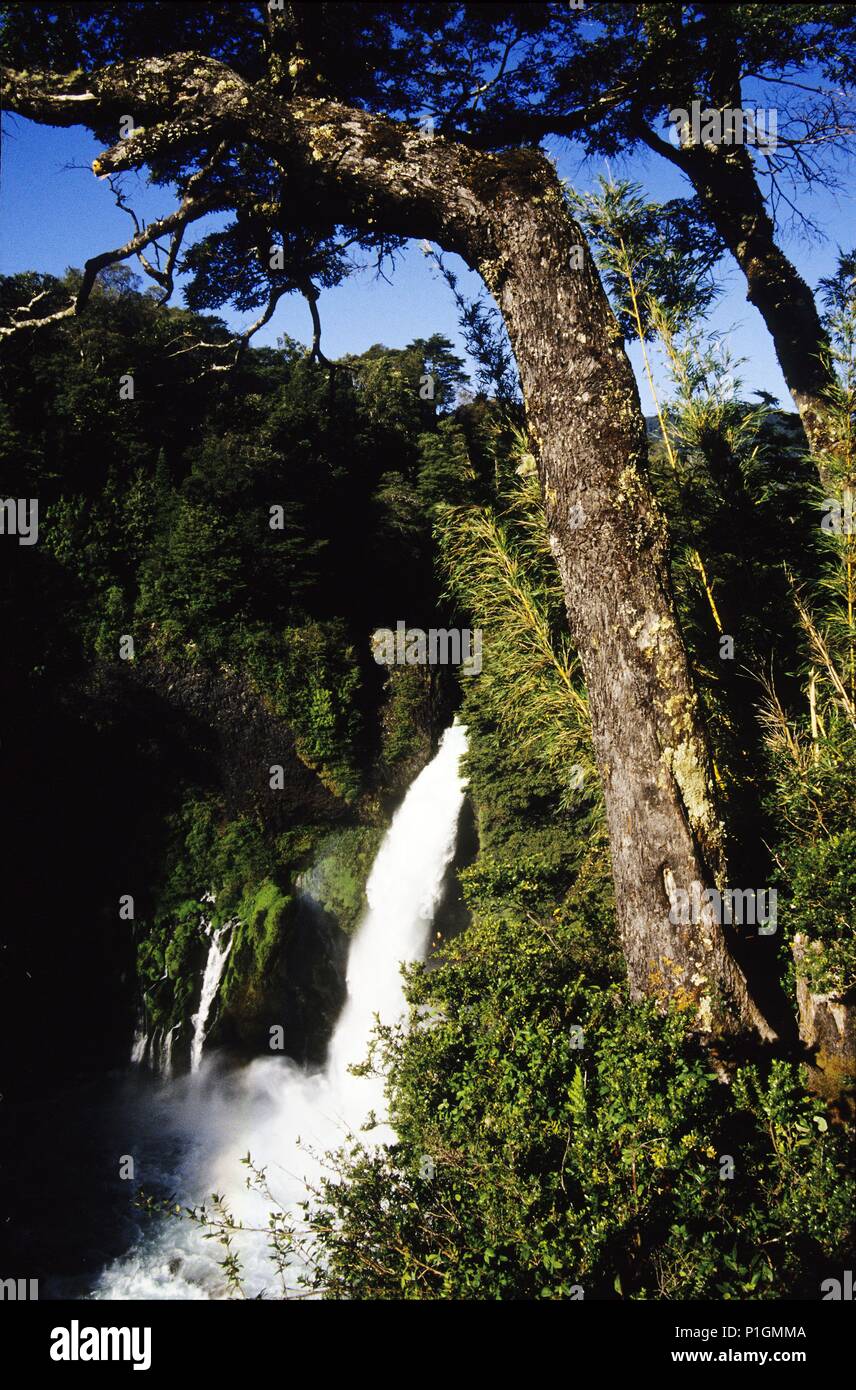 Río Fui; saltos del 'Huilo Huilo' en medio de bosque autóctono. Stock Photo