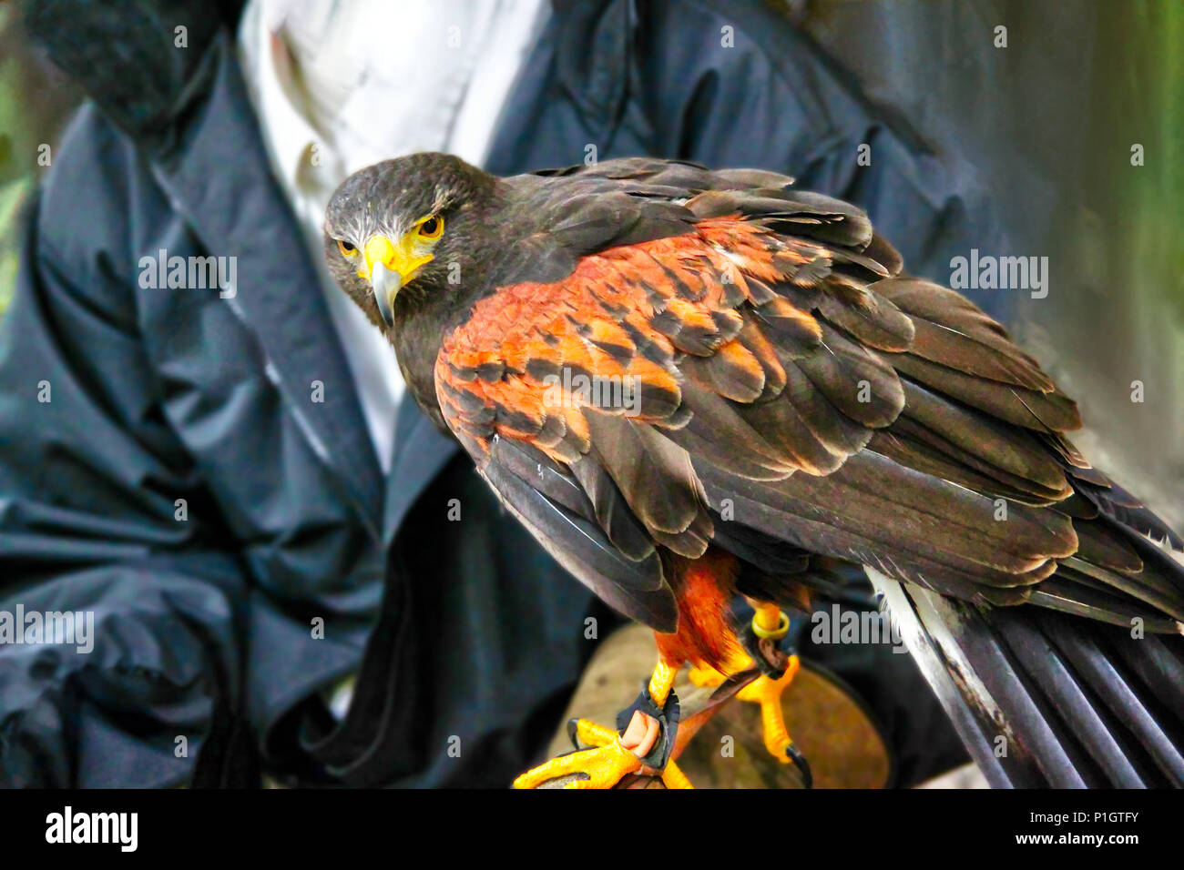 A pet Harris Hawk used in the sport of falconry, which is the hunting of wild animals in its