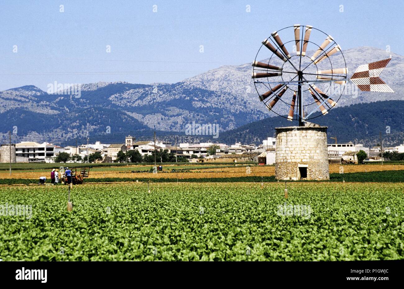 SPAIN - Balearic Islands - MALLORCA. Paisaje agrícola, molino, cerca de Sa Pobla. (al fondo Sierra de la Tramuntana). Stock Photo