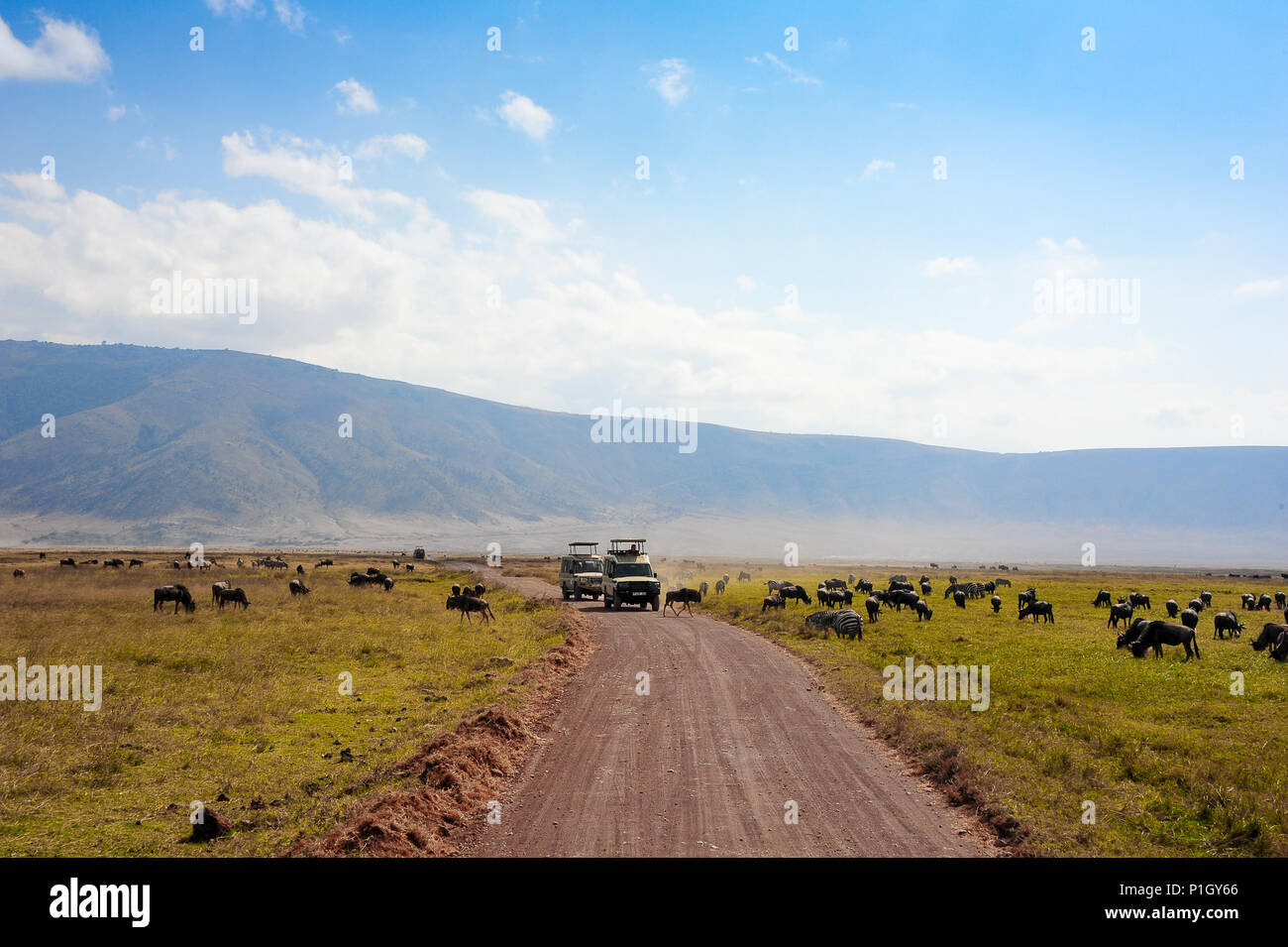 Wildebeest and zebra graze on a dusty plain infront of waiting safari vehicles. Ngorongoro National Park, Tanzania, Africa Stock Photo