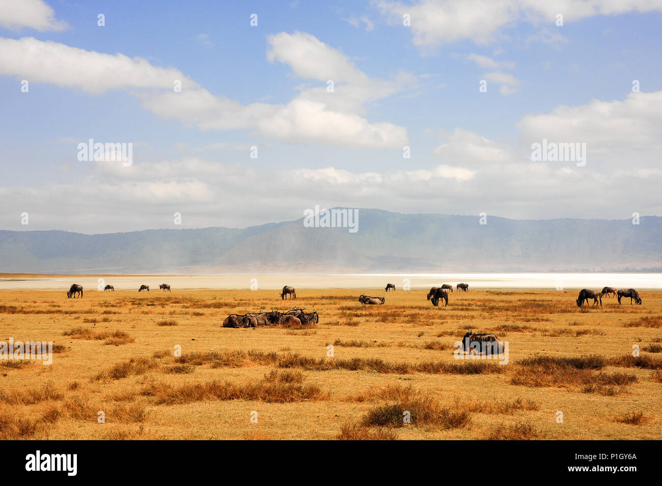 Blue wildebeest graze on golden plains near Magadi (or Makat) salt lake. Summer, Ngorongoro crater, Tanzania, Africa Stock Photo