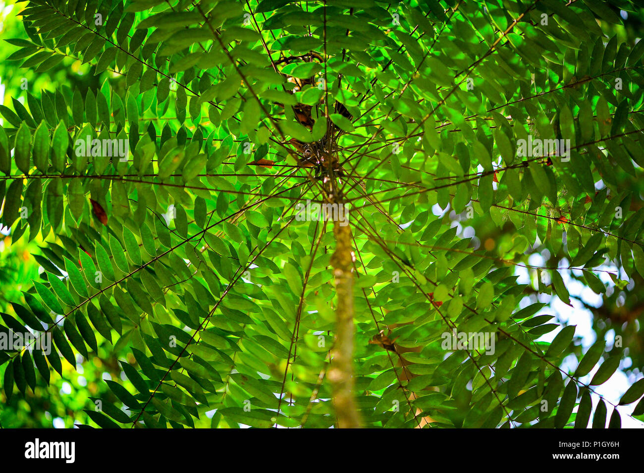 Tongkat Ali or Longjack plan (Eurycoma longifolia) is a tropical plant found in South East Asia. Close up underside of branches and pinnate leaves Stock Photo