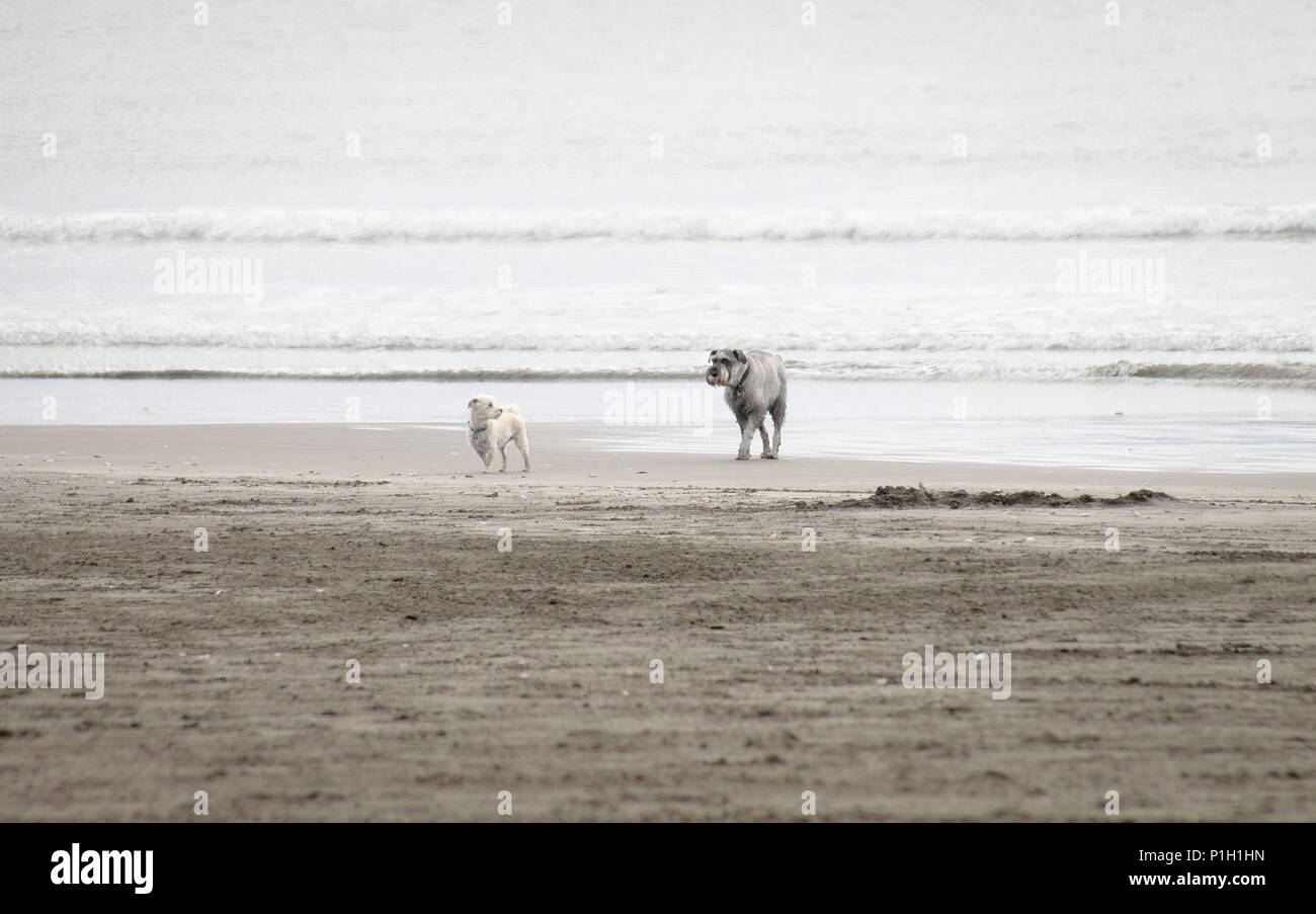 Landscape image of Two Dogs playing together on a soft sand beach with copy space Stock Photo