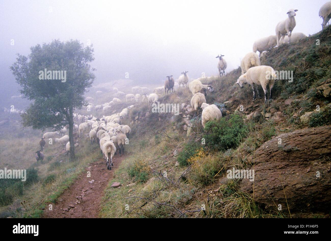 Montseny Natural Park; sheeps at the 'Pla de la Calma' zone. Stock Photo