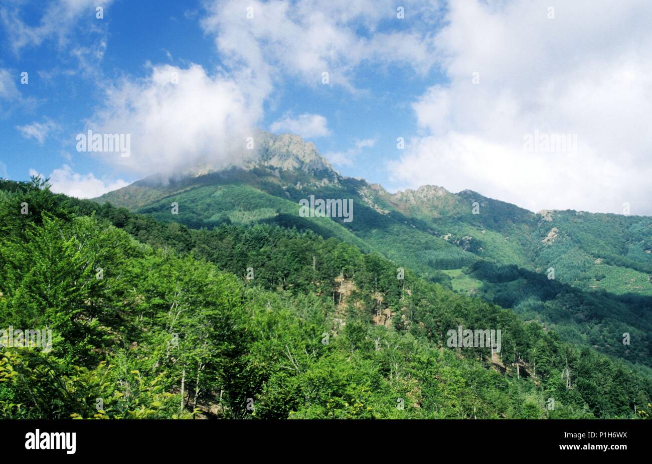 Montseny Natural Park; beech wood at 'Les Agudes' mountain. Stock Photo