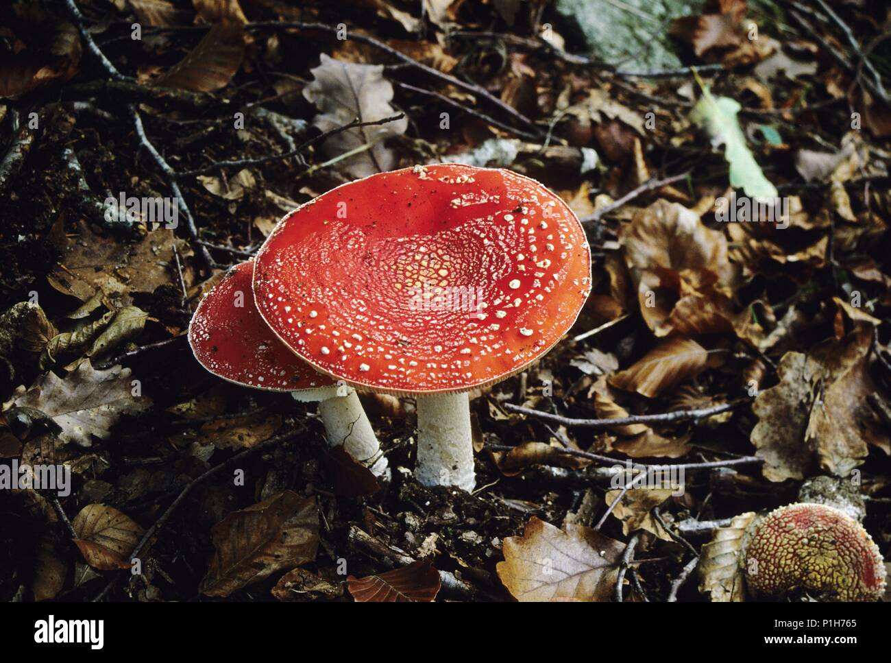Montseny Natural Park; 'amanita phaloides' mushrooms in Santa Fe zone. Stock Photo