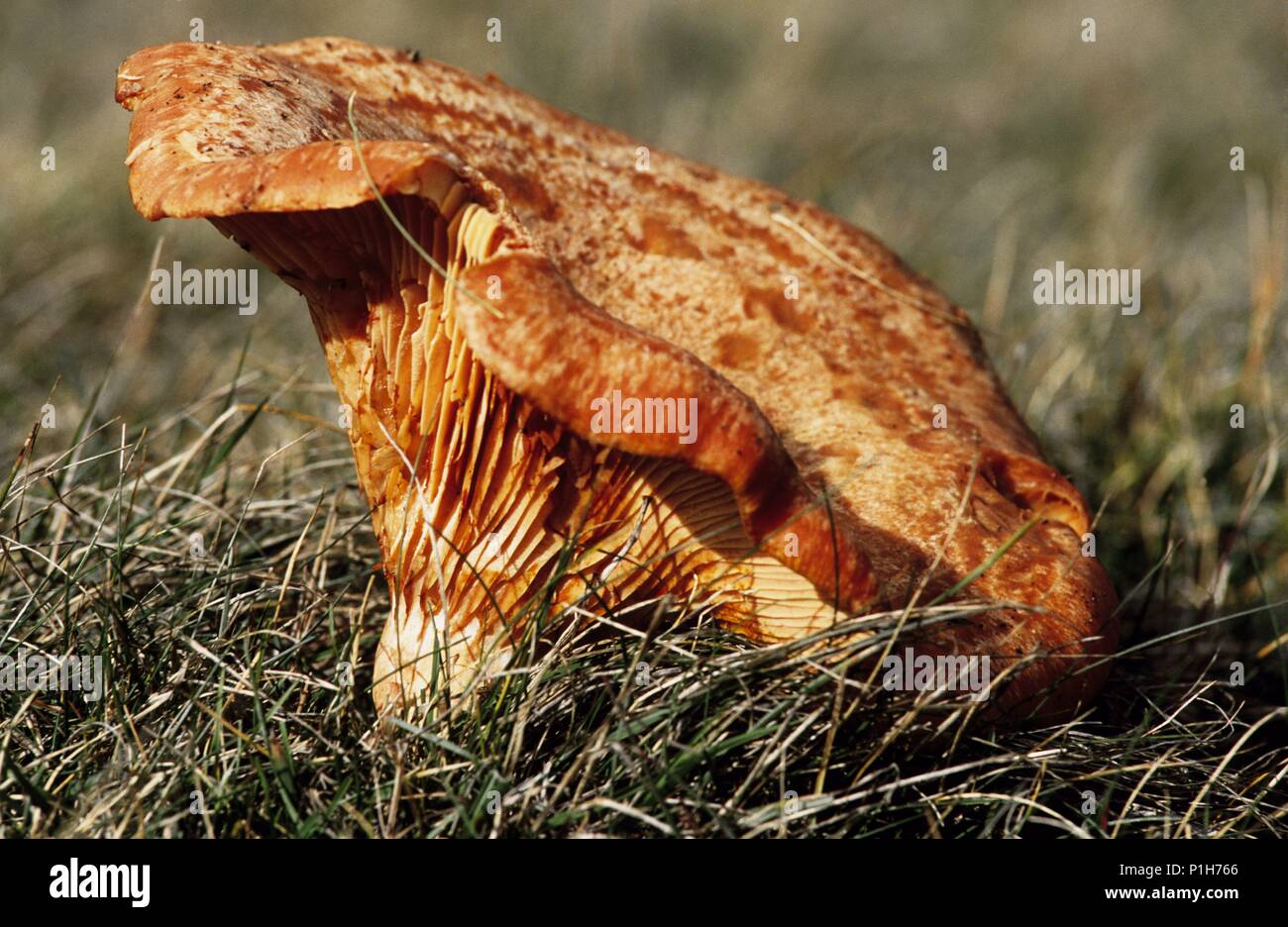 Montseny Natural Park; 'rovellons' (Lactarius deliciosus) a specially valued mushroom. Stock Photo