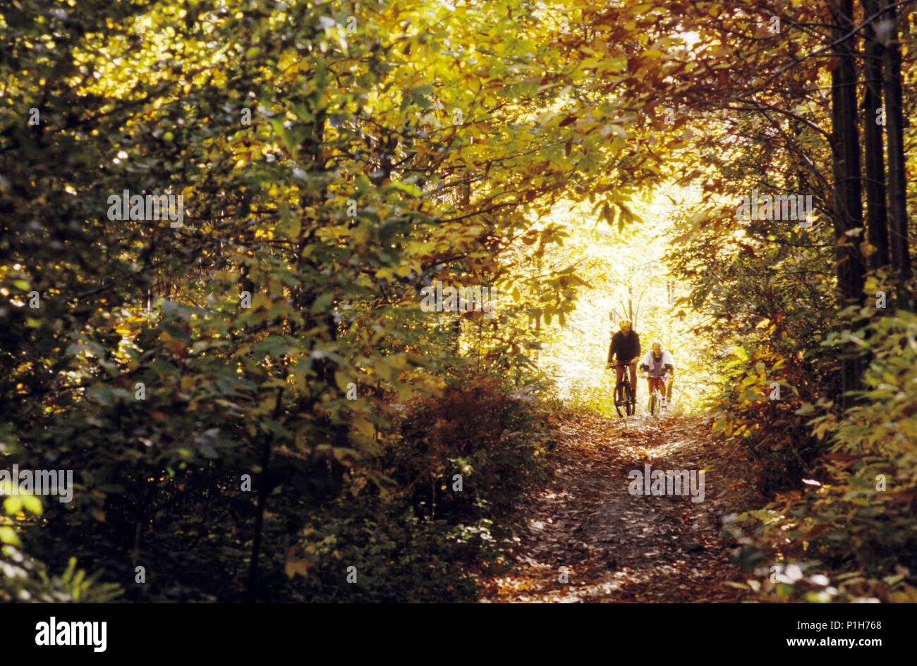 Montseny Natural Park; Mountainbikers aqt a beech wood. Stock Photo