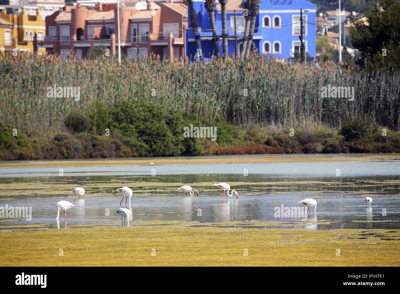 SPAIN - Valencia autonomous region - Marina Alta (district) - Alicante. Calpe / Calp; salinas; flamencos; las aves migratorias lo tienen cada año más difícil frente a la presión urbanística de la costa mediterránea. Stock Photo