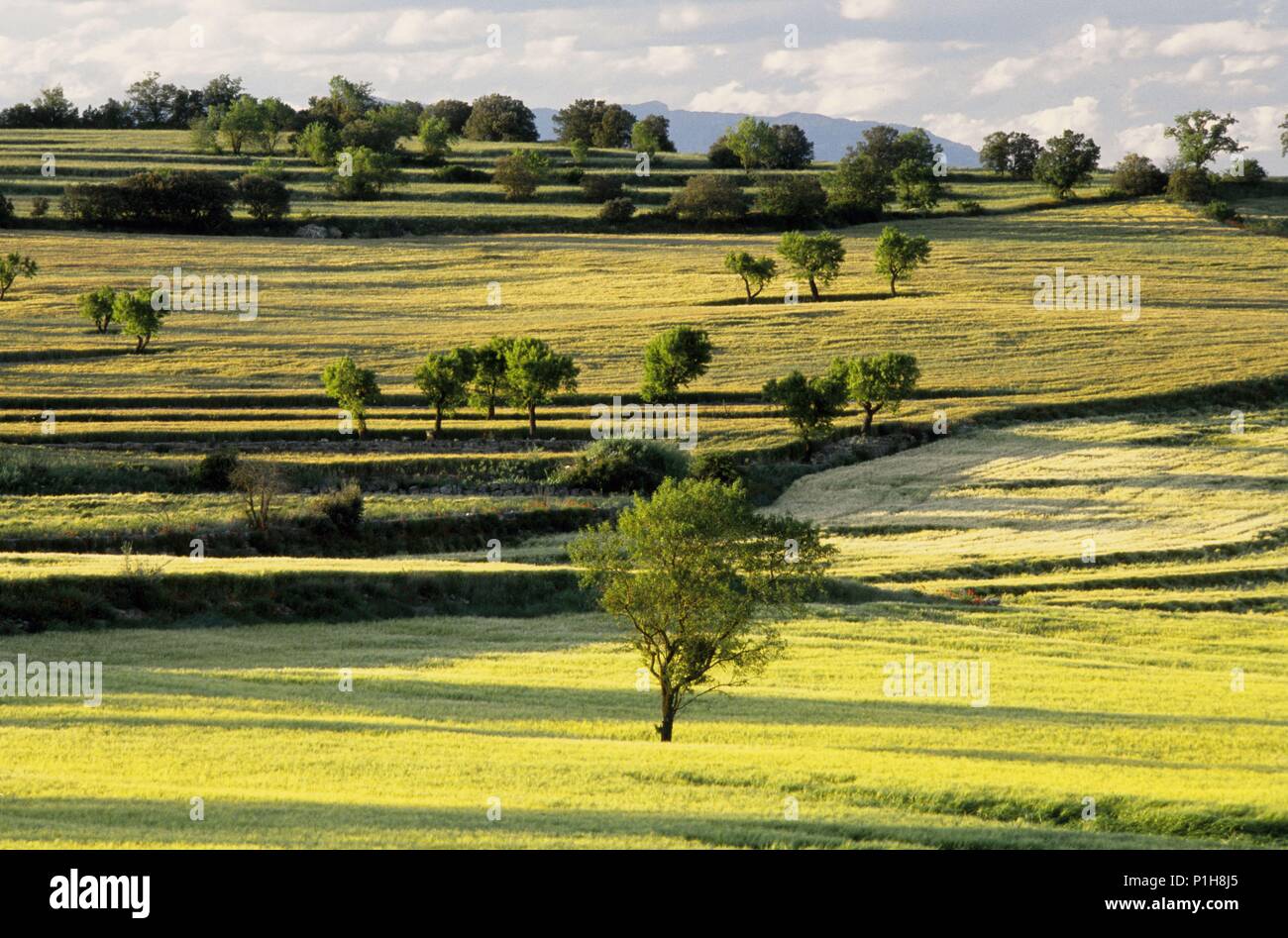 Agricultura de cereales hi-res stock photography and images - Alamy