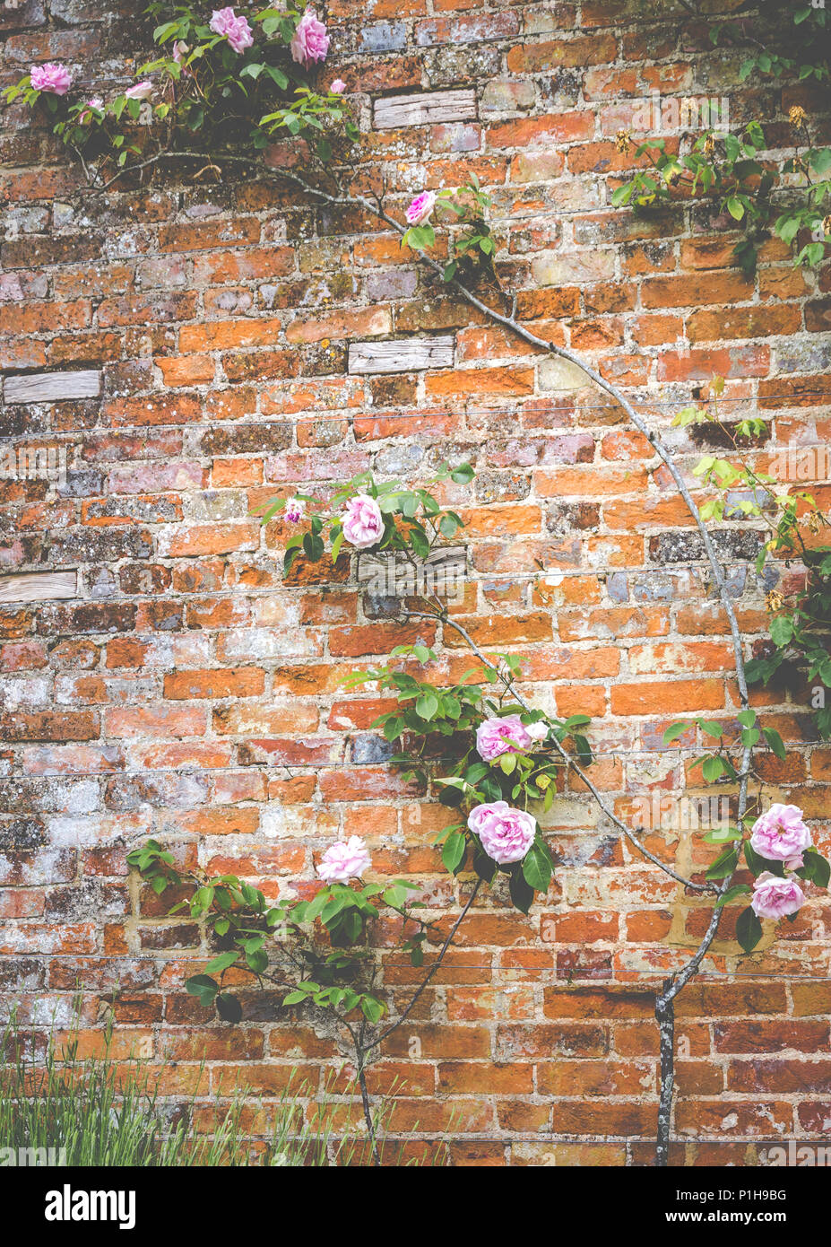 Trained pink roses climbing up a red brick walled garden wall at
