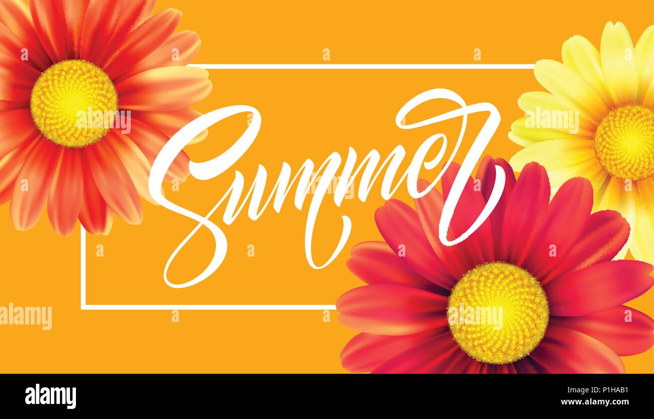 Daisy Flower Background and Summer Lettering. Vector Illustration Stock Vector