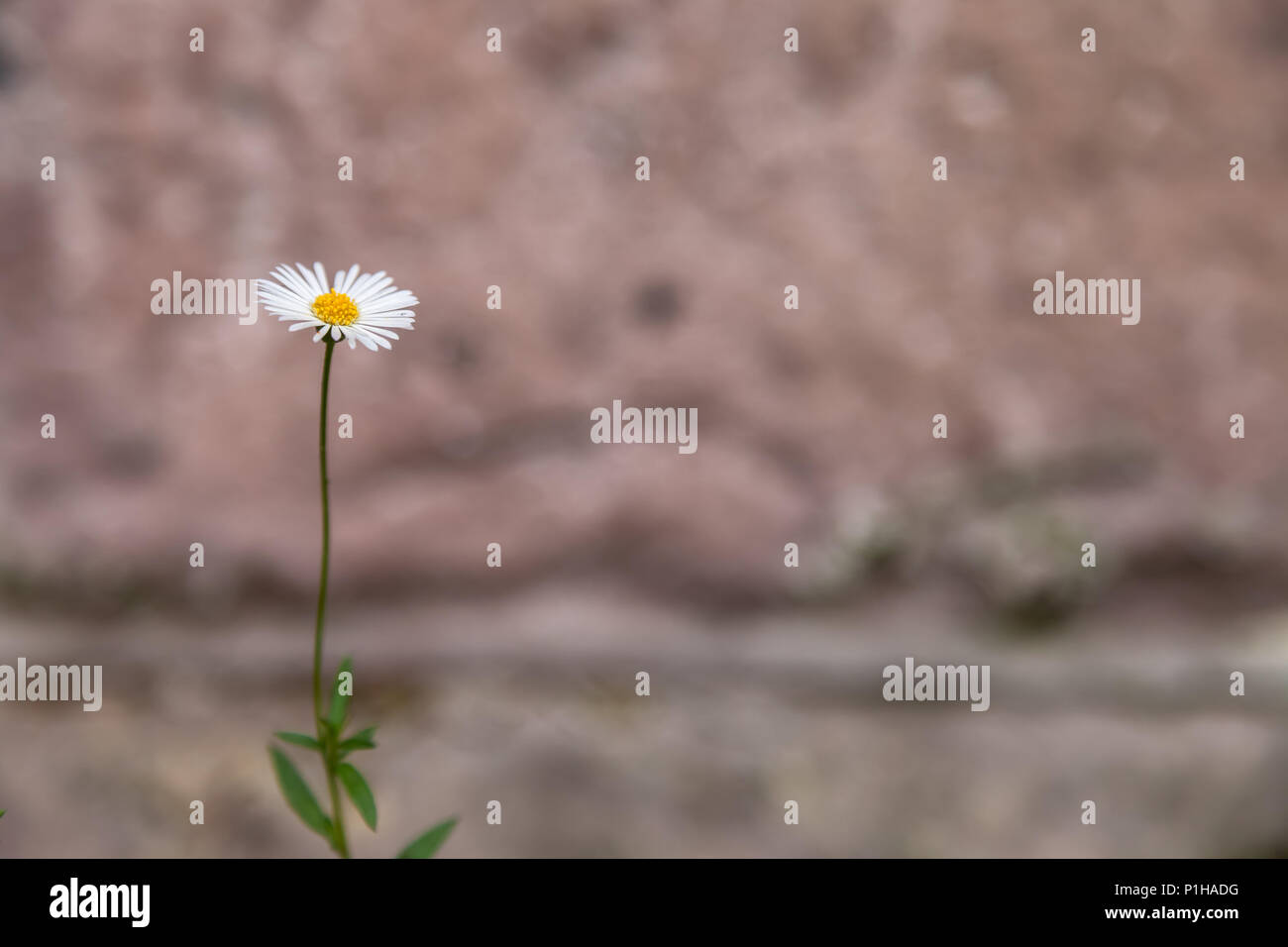 One Santa Barbara daisy (Erigeron karvinskianus) against the brick background, San Francisco, California, United States. Stock Photo