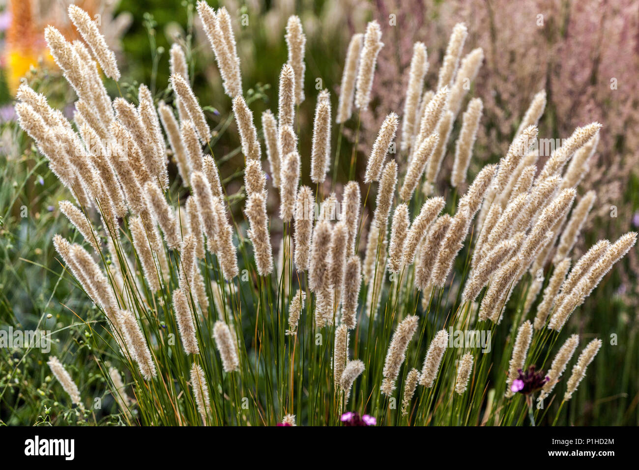 Ornamental grasses garden, Melic grass, Melica transsilvanica Stock Photo