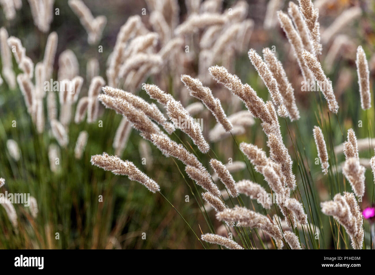 Melic grass, Melica transsilvanica, ornamental grasses Stock Photo