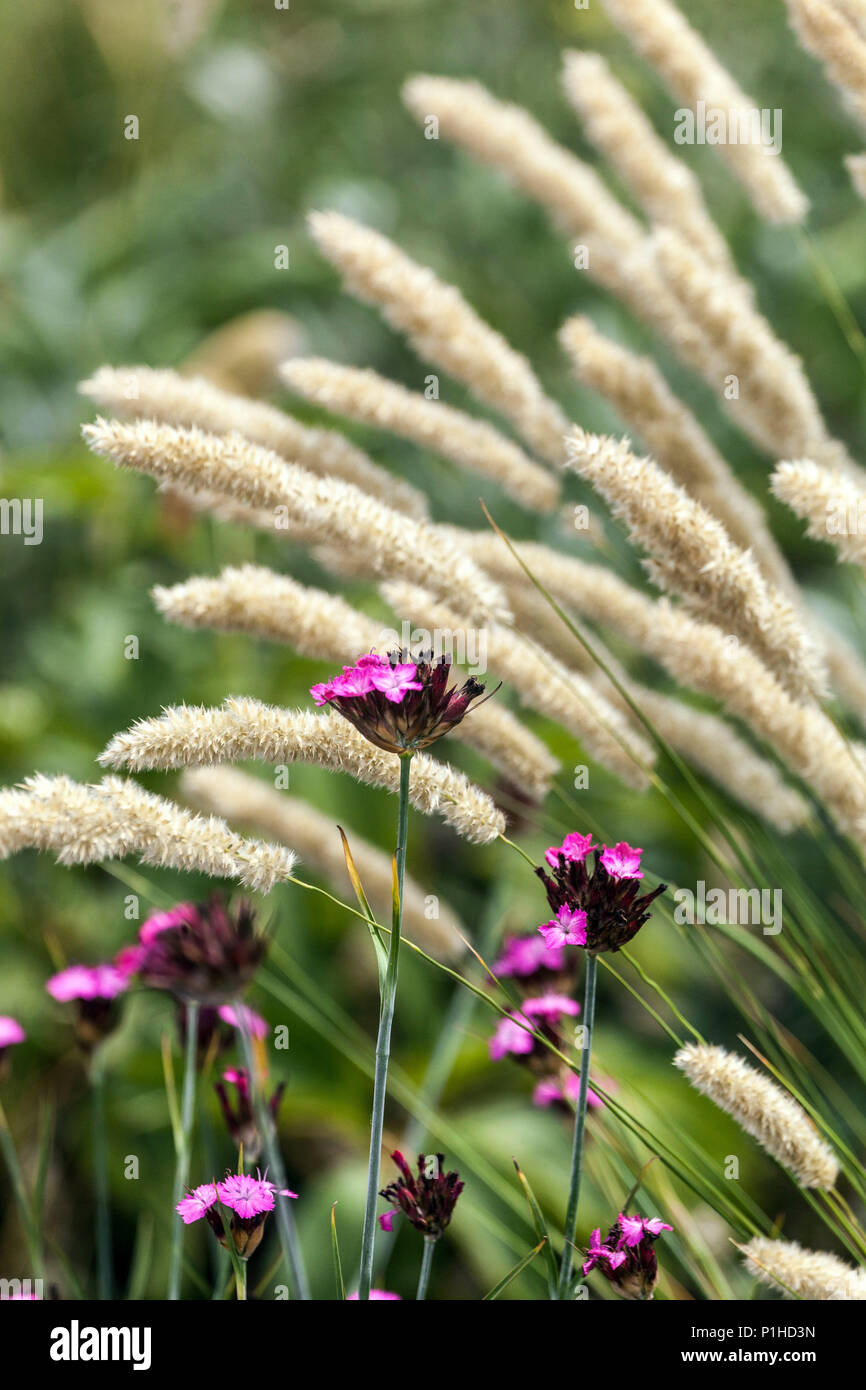 Melic grass, Melica transsilvanica, Dianthus pontederae Stock Photo
