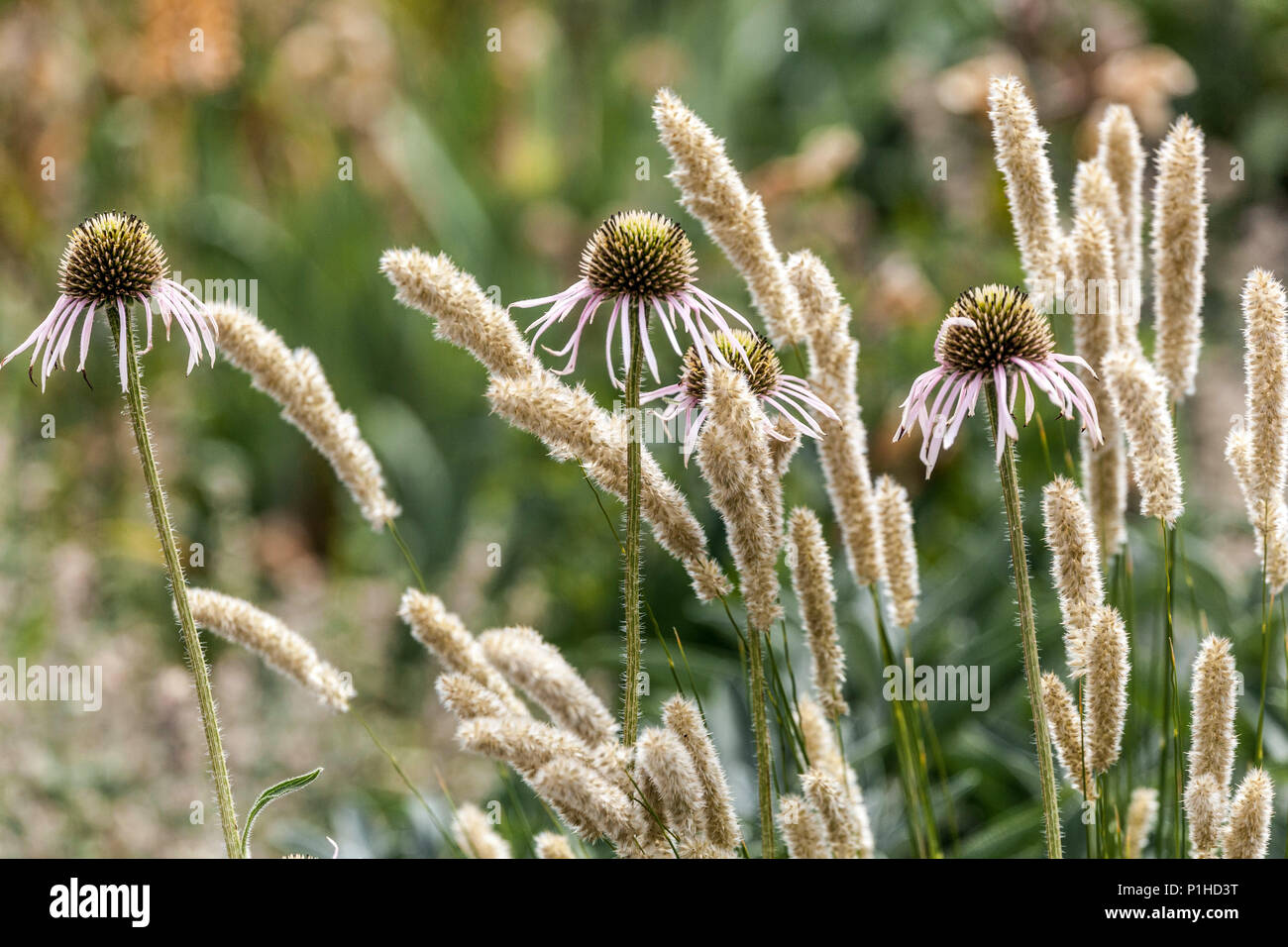 Melic grass, Melica transsilvanica, Echinacea Stock Photo