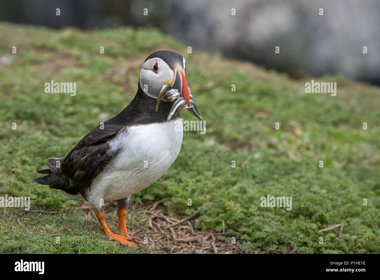 Puffins with Beak Full of Sand Eels Stock Photo