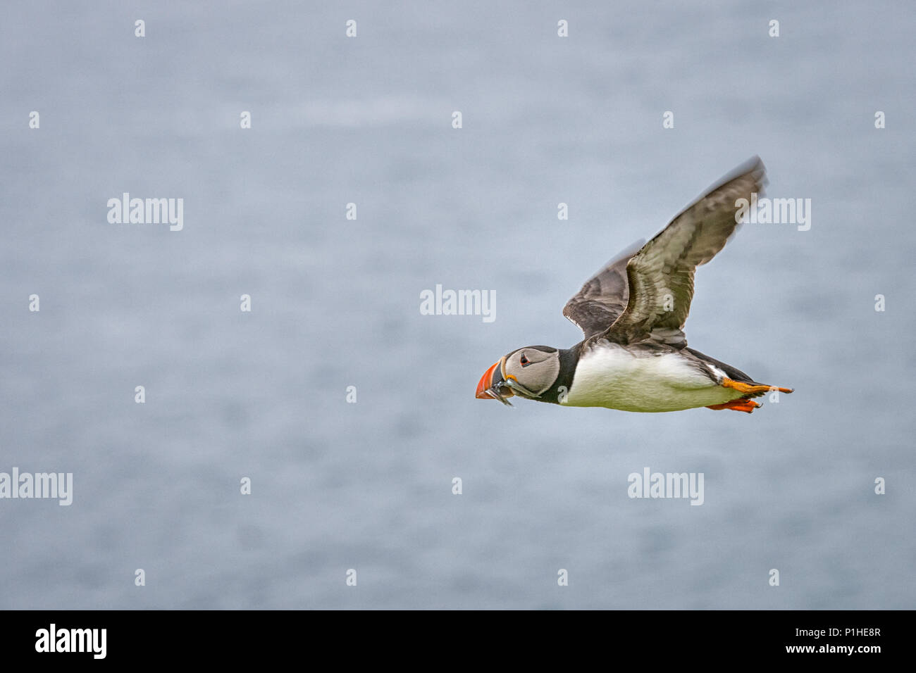 Puffins Flying Over Sea with Beak Full of Sand Eels Stock Photo