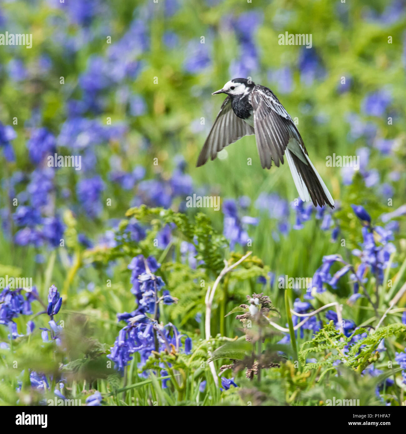 Pied Wagtail (Motacilla alba yarrellii), Feeding on Insects Above Wild Flowers Stock Photo