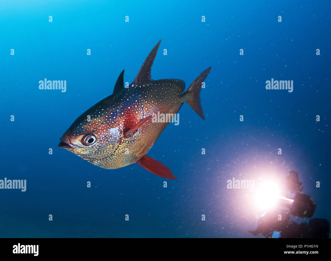 Opah, Lampris guttatus, being photographed by a diver. This fish ...