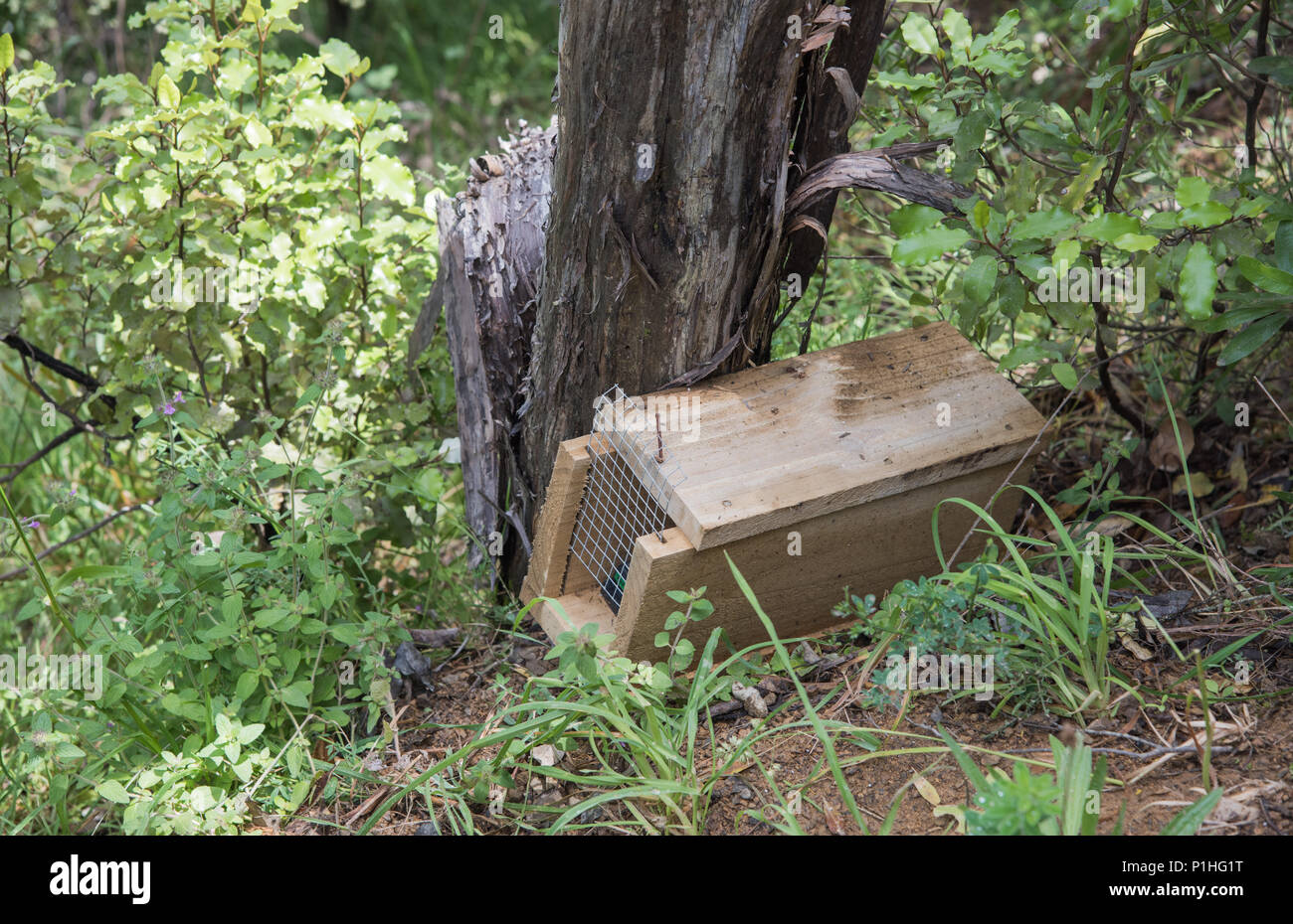 Animal Trap Forest High Resolution Stock Photography and Images Alamy