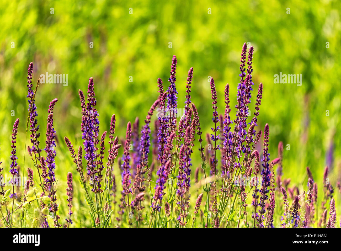 Fresh purple flowers of sage or Salvia divinorum Stock Photo