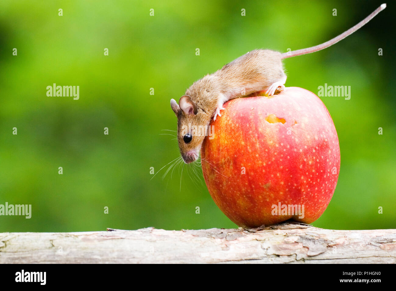 Mouse on apples, captive, Maus auf Apfel Stock Photo