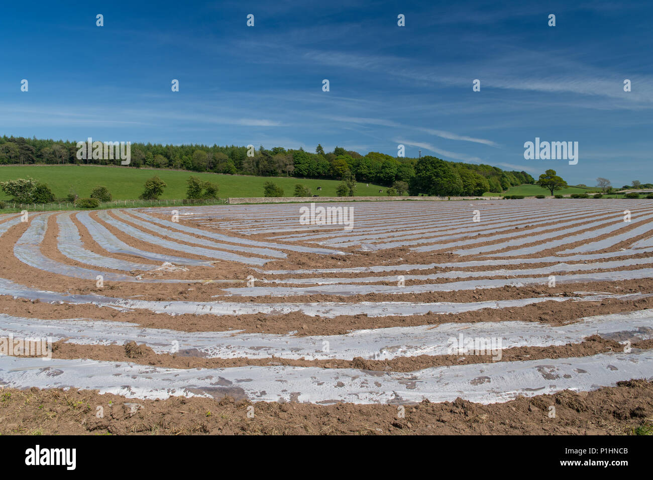 Newly planted field of Maize under bio-degradeable plastic sheeting to help aid early ggrowth. Cumbria, UK. Stock Photo
