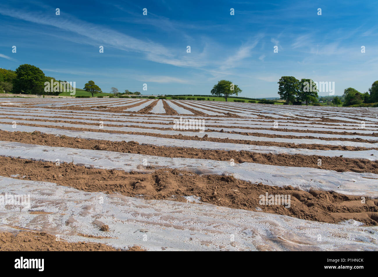 Newly planted field of Maize under bio-degradeable plastic sheeting to help aid early ggrowth. Cumbria, UK. Stock Photo