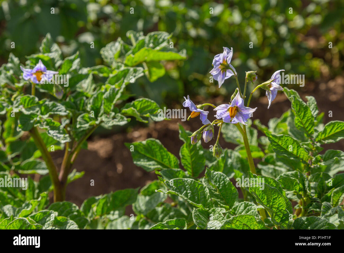 purple potato flowers Stock Photo Alamy